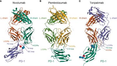 Toripalimab: the First Domestic Anti-Tumor PD-1 Antibody in China